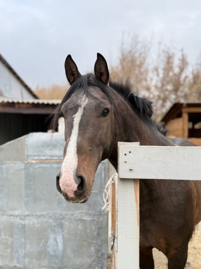 События в конноспортивной школе «Святой Георгий».